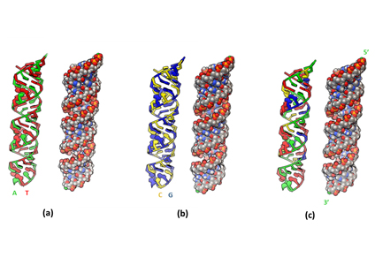 Read more about the article Geant4-DNA simulation of radiation effects in DNA on strand breaks from ultra-low-energy particles